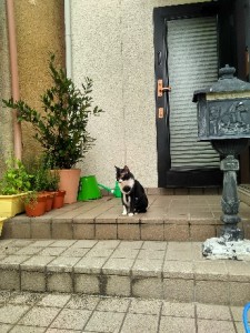 image13
